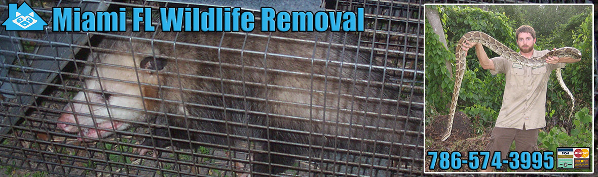 Miami Wildlife and Animal Removal